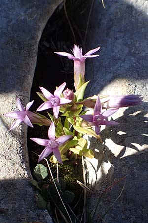 Gentianella anisodonta \ Kelch-Kranzenzian, Ungleichzhniger Kranzenzian / Dolomitian Gentian, Kroatien/Croatia Risnjak 14.8.2016