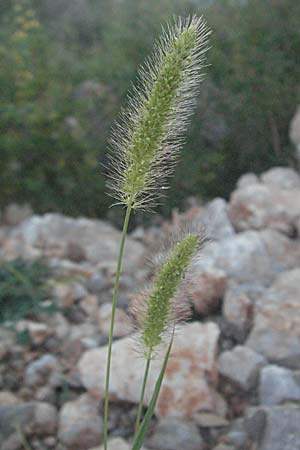 Setaria viridis \ Grne Borstenhirse / Green Bristle Grass, Kroatien/Croatia Senj 16.7.2007