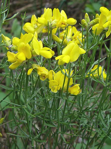 Genista radiata / Rayed Broom, Southern Greenweed, Croatia Plitvička 1.6.2008