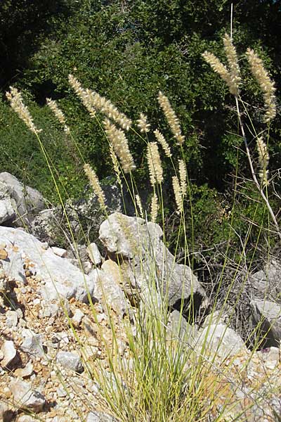 Melica transsilvanica \ Siebenbrgen-Perlgras / Transsilvanian Melick, Kroatien/Croatia Senj 29.6.2010