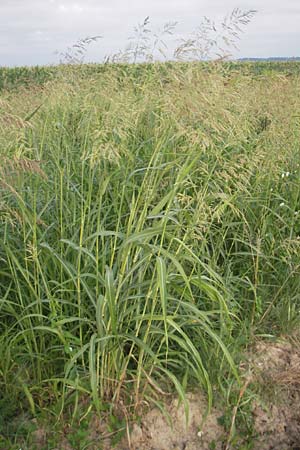 Sorghum halepense \ Aleppo-Mohrenhirse, Kroatien Medvednica 18.7.2010