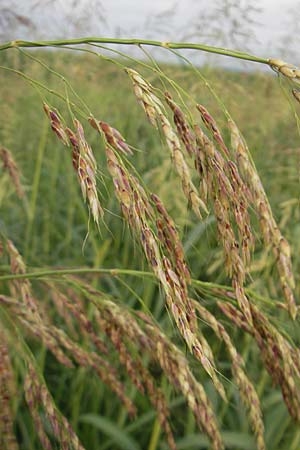 Sorghum halepense \ Aleppo-Mohrenhirse, Kroatien Medvednica 18.7.2010