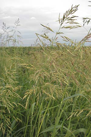 Sorghum halepense \ Aleppo-Mohrenhirse / Johnson Grass, Kroatien/Croatia Medvednica 18.7.2010