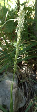 Sesleria autumnalis / Autumn Moor Grass, Croatia Učka 12.8.2016