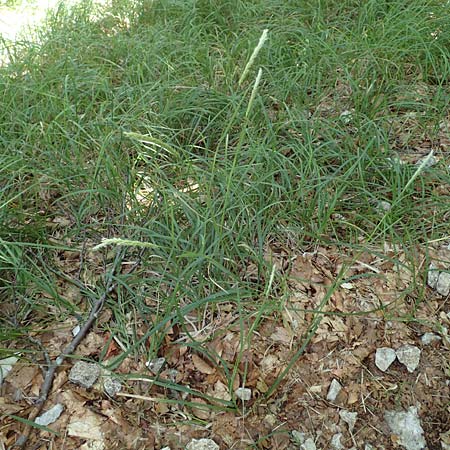 Sesleria autumnalis \ Herbst-Blaugras, Adria-Kopfgras / Autumn Moor Grass, Kroatien/Croatia Učka 12.8.2016