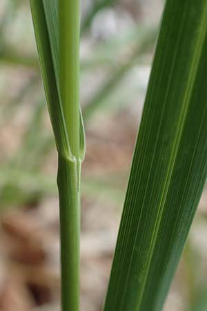 Sesleria autumnalis \ Herbst-Blaugras, Adria-Kopfgras / Autumn Moor Grass, Kroatien/Croatia Učka 12.8.2016