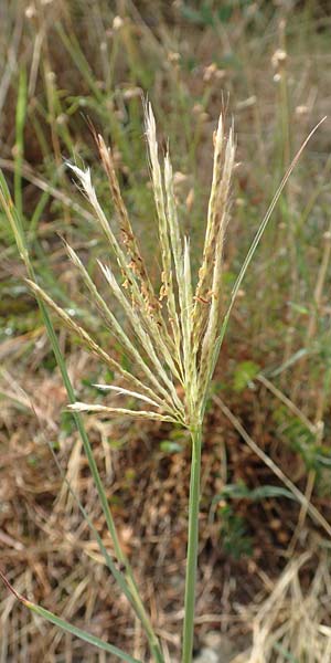 Bothriochloa ischoemum \ Gewhnliches Bartgras, Kroatien Istrien, Labin 17.8.2016