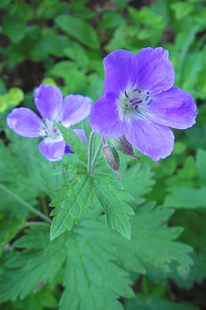 Geranium sylvaticum / Wood Crane's-Bill, Croatia Velebit 30.6.2010