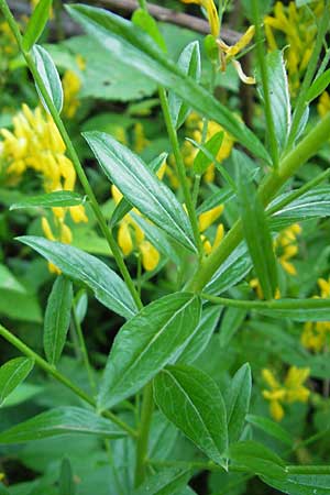 Genista tinctoria \ Frber-Ginster / Dyer's Greenweed, Kroatien/Croatia Medvednica 1.7.2010