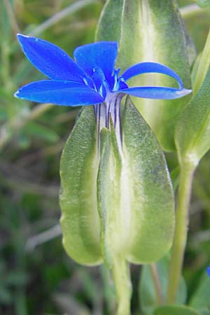 Gentiana utriculosa \ Schlauch-Enzian / Bladder Gentian, Kroatien/Croatia Velebit Oltare 29.6.2010