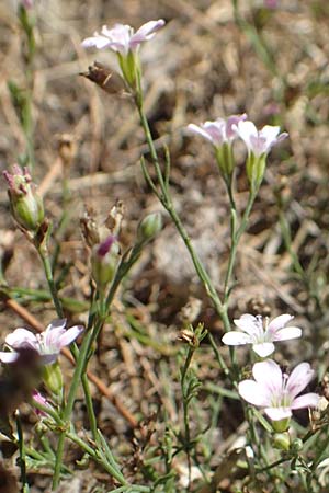 Petrorhagia saxifraga \ Steinbrech-Felsennelke / Tunic Flower, Kroatien/Croatia Istrien/Istria, Beram 13.8.2016