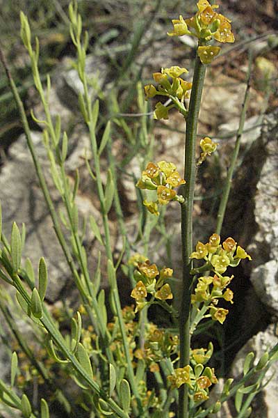 Osyris alba \ Weier Harnstrauch / Poet's Cassia, Kroatien/Croatia Istrien/Istria, Limski Fjord 29.5.2006