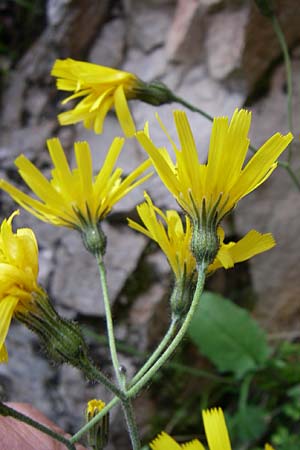 Hieracium bifidum \ Gabeliges Habichtskraut, Kroatien Plitvička 1.6.2008