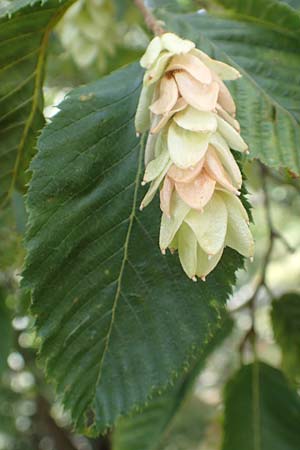 Ostrya carpinifolia \ Hopfen-Buche / Hop Hornbeam, Kroatien/Croatia Učka 12.8.2016