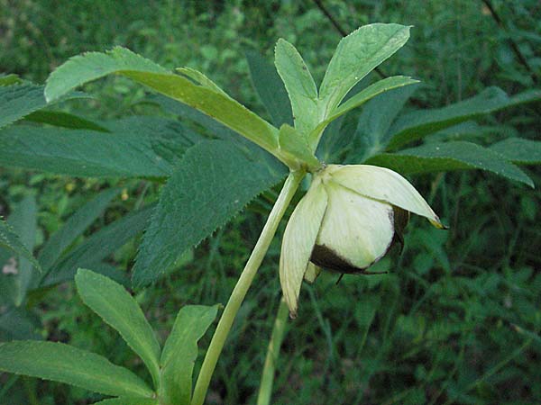 Helleborus multifidus subsp. istriacus / Istrian Hellebore, Croatia Istria, Poreč 26.5.2006