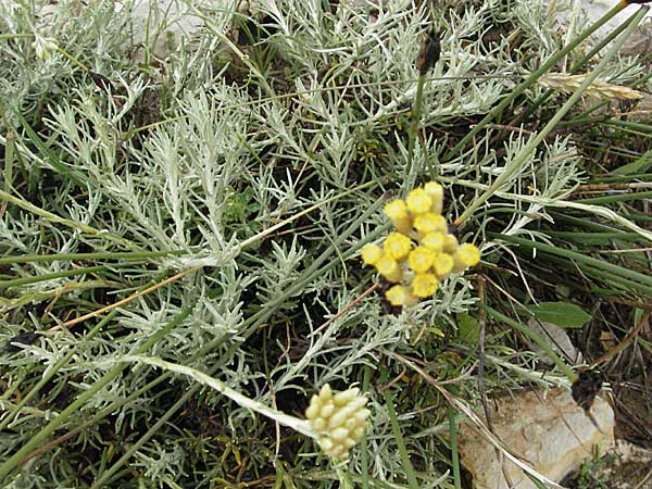 Helichrysum italicum \ Italienische Strohblume, Curry-Kraut / Italian Everlasting Daisy, Curry Plant, Kroatien/Croatia Istrien/Istria, Premantura 30.5.2006