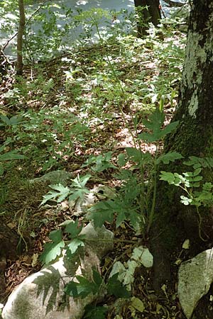 Heracleum sphondylium subsp. elegans \ Berg-Brenklau, Kroatien Učka 12.8.2016