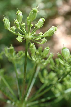 Heracleum sphondylium subsp. elegans \ Berg-Brenklau, Kroatien Učka 12.8.2016