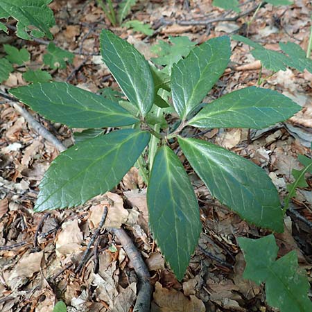 Helleborus niger \ Christrose, Schneerose, Kroatien Risnjak 14.8.2016