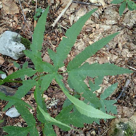Heracleum sphondylium subsp. elegans \ Berg-Brenklau / Mountain Hogweed, Kroatien/Croatia Risnjak 14.8.2016