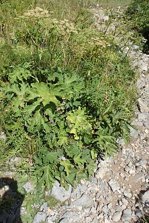 Heracleum sphondylium subsp. elegans \ Berg-Brenklau, Kroatien Risnjak 14.8.2016