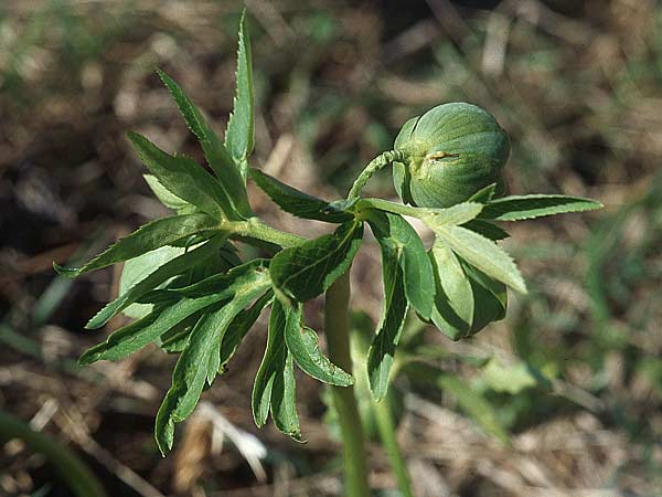 Helleborus multifidus subsp. istriacus \ Vielspaltige Nieswurz, Kroatien Velebit 8.4.2006