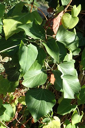 Hedera hibernica \ Irische Efeu, Groblttrige Efeu, Kroatien Istrien, Ičići 15.8.2016