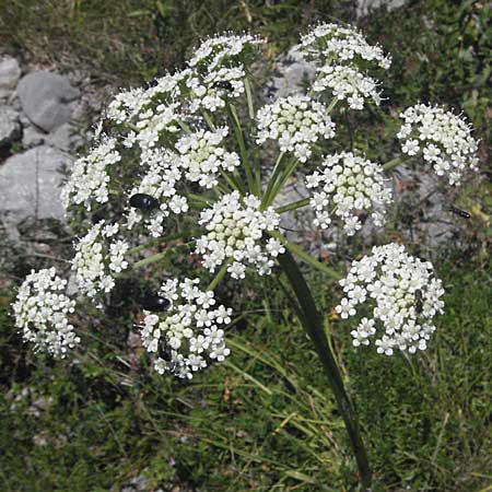 Peucedanum cervaria \ Hirschwurz-Haarstrang / Broad-Leaved Spignel, Kroatien/Croatia Velebit 16.7.2007