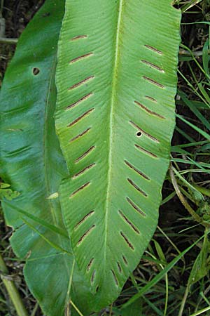 Asplenium scolopendrium \ Hirschzungen-Farn, Kroatien Plitvička 19.7.2007