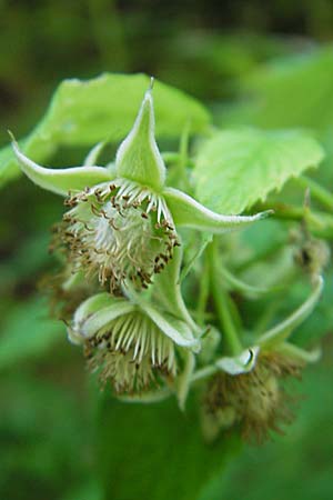 Rubus idaeus \ Himbeere / Raspberry, Kroatien/Croatia Učka 28.6.2010