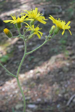 Hieracium murorum \ Wald-Habichtskraut, Mauer-Habichtskraut, Kroatien Medvednica 1.7.2010