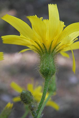 Hieracium murorum \ Wald-Habichtskraut, Mauer-Habichtskraut, Kroatien Medvednica 1.7.2010