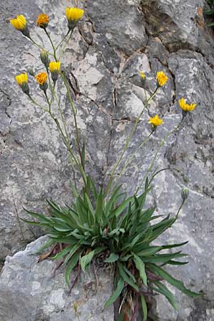 Hieracium glaucum \ Blulichgraues Habichtskraut, Kroatien Učka 17.7.2010