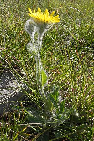 Hieracium villosum \ Zottiges Habichtskraut / Shaggy Hawkweed, Kroatien/Croatia Velebit Zavizan 30.6.2010