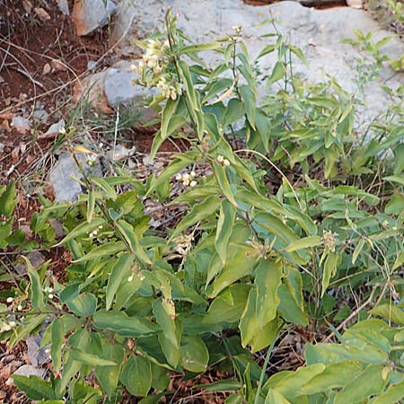 Vincetoxicum hirundinaria subsp. adriaticum \ Adriatische Schwalbenwurz, Kroatien Sveti Juray 19.8.2016