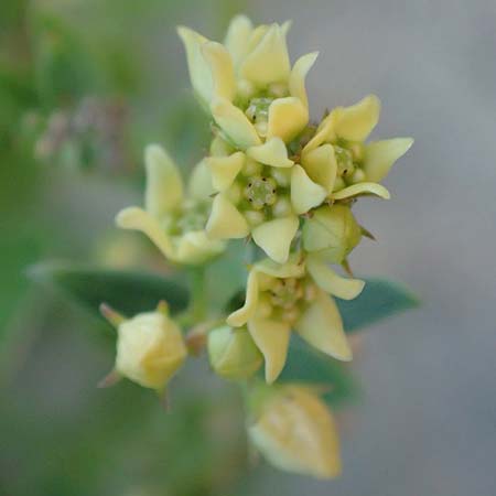 Vincetoxicum hirundinaria subsp. adriaticum \ Adriatische Schwalbenwurz, Kroatien Sveti Juray 19.8.2016