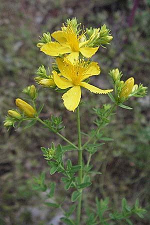 Hypericum perforatum / Perforate St. John's-Wort, Croatia Istria, Poreč 28.5.2006