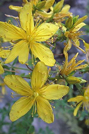 Hypericum perforatum \ Echtes Johanniskraut, Tpfel-Hartheu, Kroatien Velebit 17.7.2007