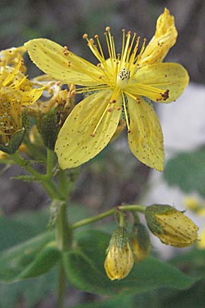 Hypericum maculatum \ Geflecktes Johanniskraut / Imperforate St. John's-Wort, Kroatien/Croatia Velebit 17.7.2007