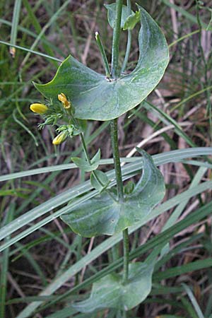 Blackstonia perfoliata \ Bitterling / Yellow-Wort, Kroatien/Croatia Plitvička 19.7.2007