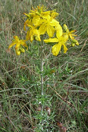 Hypericum perforatum \ Echtes Johanniskraut, Tpfel-Hartheu / Perforate St. John's-Wort, Kroatien/Croatia Istrien/Istria, Premantura 5.6.2008