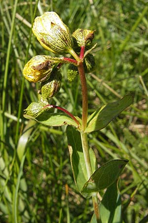 Hypericum richeri subsp. grisebachii \ Grisebachs Johanniskraut / Grisebach's St. John's-Wort, Kroatien/Croatia Velebit Zavizan 30.6.2010