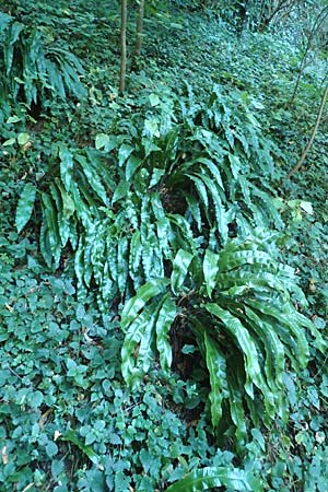 Asplenium scolopendrium \ Hirschzungen-Farn / Hart's-tongue, Kroatien/Croatia Istrien/Istria, Pazin 13.8.2016