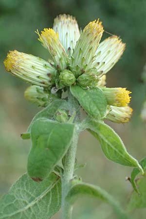 Pentanema squarrosum \ Drrwurz / Ploughman's Spikenard, Kroatien/Croatia Rijeka-Trsat 15.8.2016