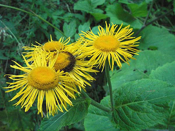 Telekia speciosa \ Groe Telekie / Yellow Oxeye, Kroatien/Croatia Risnjak 15.7.2007