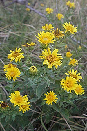 Pentanema spiraeifolium \ Spierstaudenblttriger Alant / Inula, Kroatien/Croatia Senj 16.7.2007