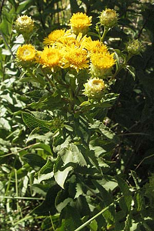 Pentanema spiraeifolium \ Spierstaudenblttriger Alant / Inula, Kroatien/Croatia Učka 14.7.2007