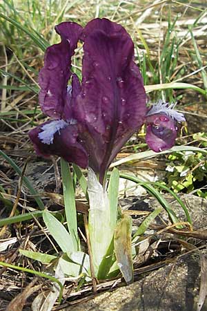 Iris adriatica \ Adriatische Schwertlilie / Adriatic Iris, Kroatien/Croatia Šibenik 2.4.2006