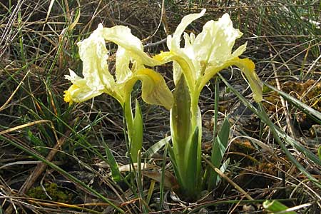 Iris adriatica \ Adriatische Schwertlilie, Kroatien Šibenik 2.4.2006