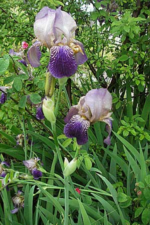 Iris squalens \ Schmutziggelbe Schwertlilie / Brown-flowered Iris, Kroatien/Croatia Plitvička 2.6.2006